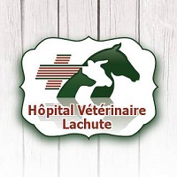 Hôpital Vétérinaire Lachute - Promotions & Rabais à Val-Morin